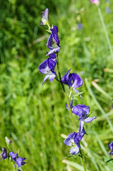 picture of flower