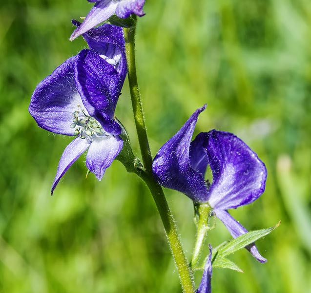 picture of flower