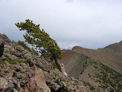 picture of tree 