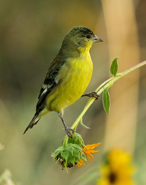 picture of bird