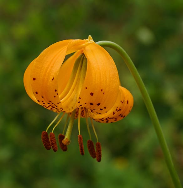 picture of flower