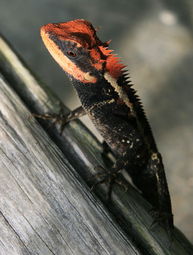 picture of lizard