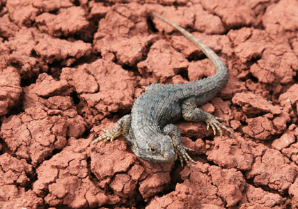 picture of lizard