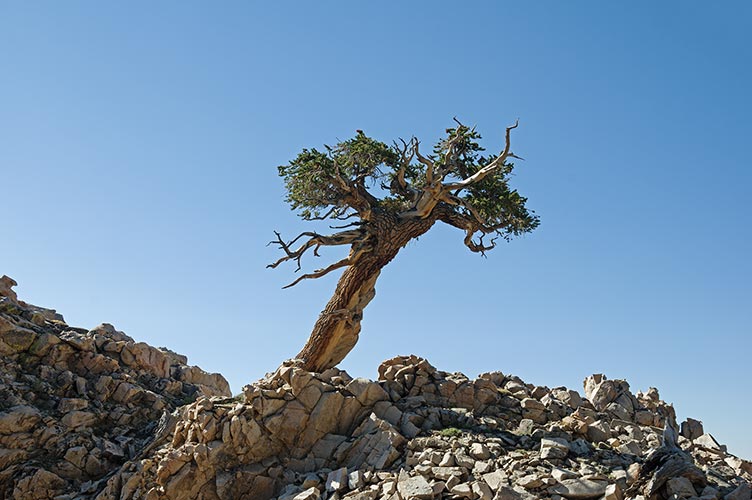 picture of Sierra