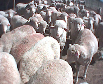Picture of sheep