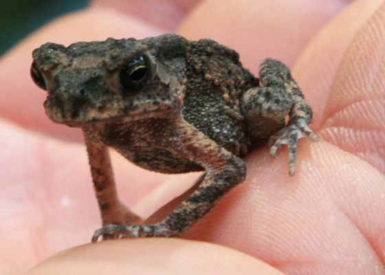 picture of toad