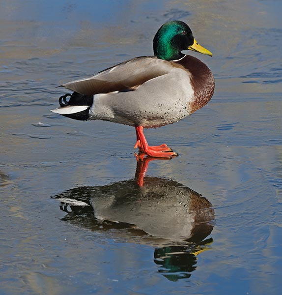 picture of bird