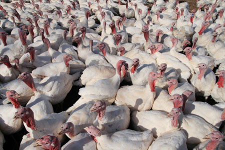 picture of turkeys