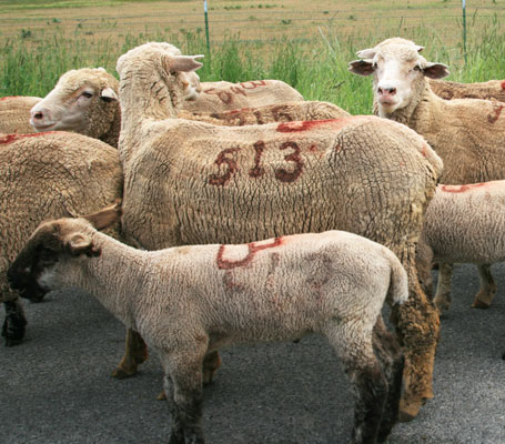picture of sheep