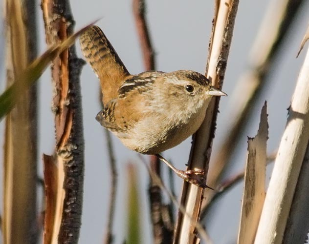 picture of bird