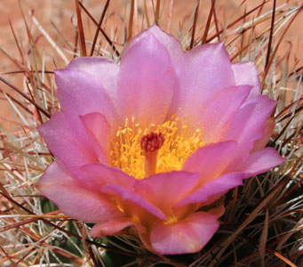 picture of flower