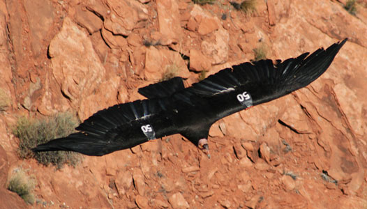 picture of bird