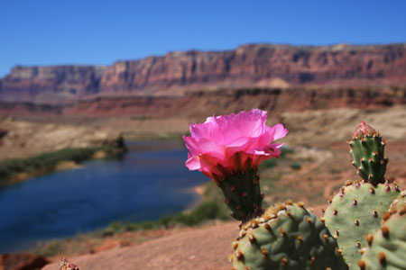 picture of flower