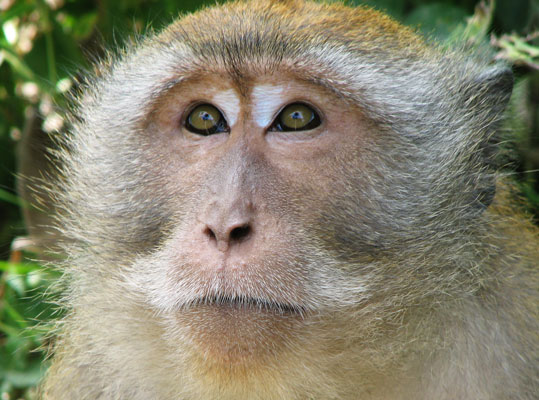 picture of monkey