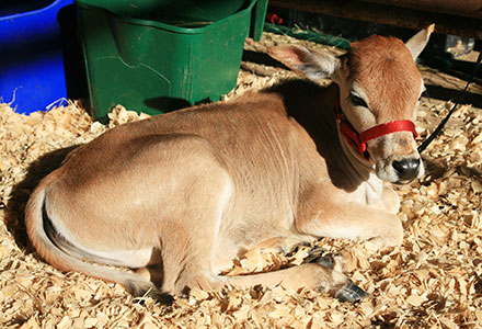 picture of calf