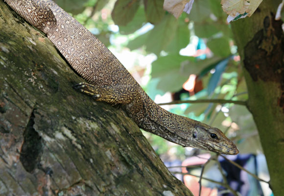 picture of lizard