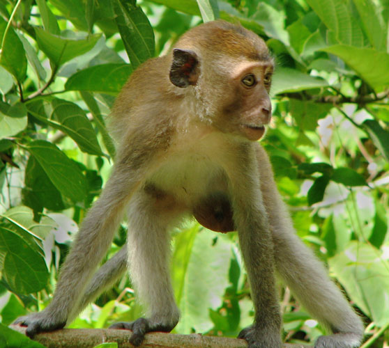 picture of monkey