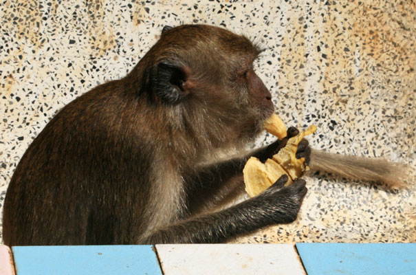 picture of monkey
