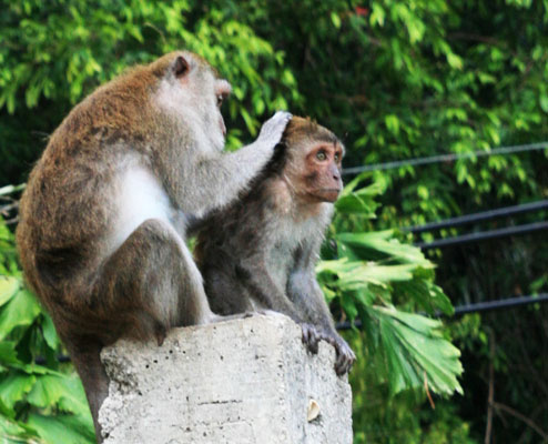 picture of monkey