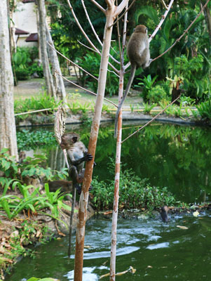 picture of monkey