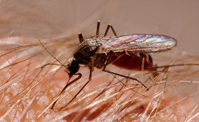 picture of mosquito