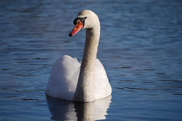 picture of bird