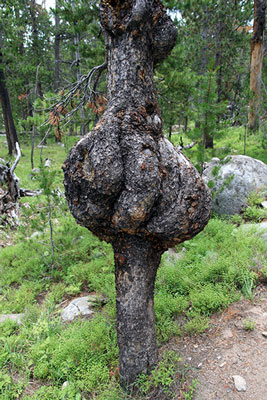 picture of tree