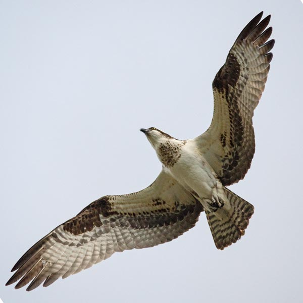picture of bird
