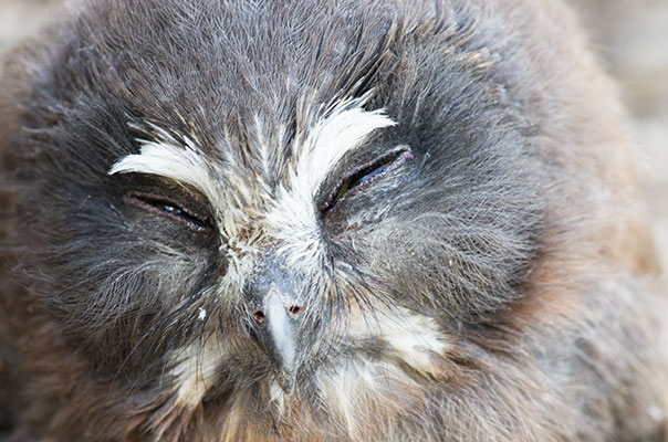 picture of owl