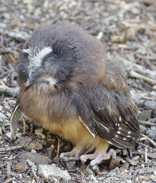 picture of owl