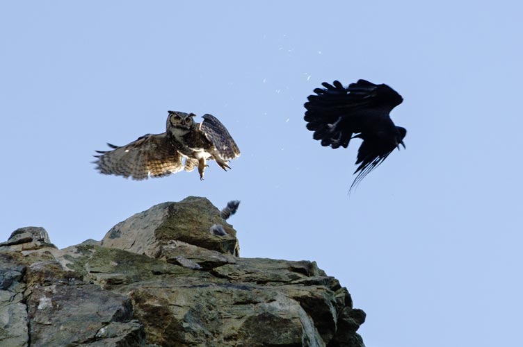 owl