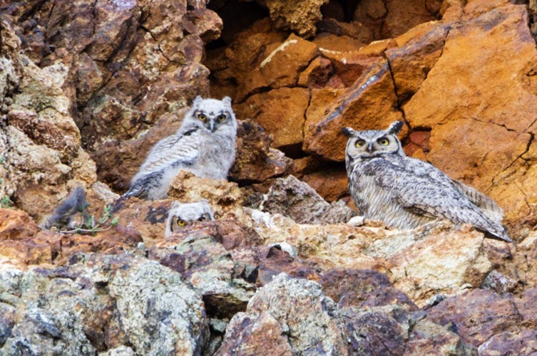 owl