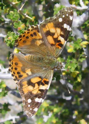 picture of butterfly