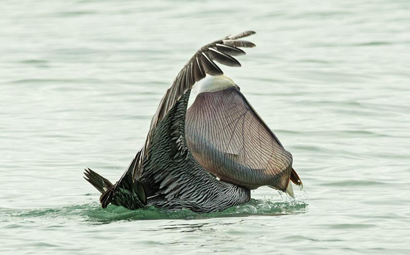 picture of bird