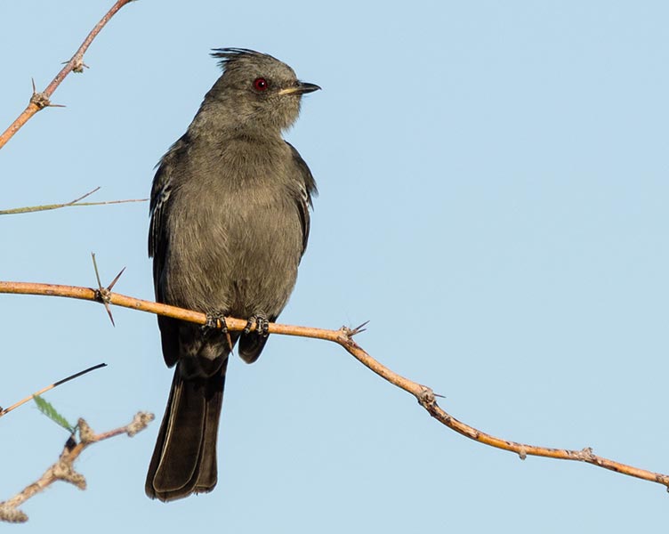 picture of bird