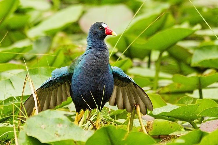 picture of bird
