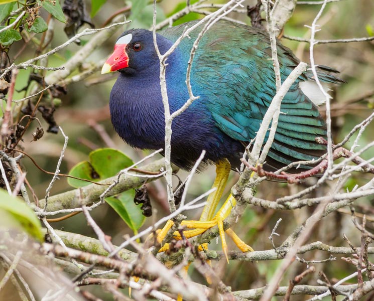 picture of bird