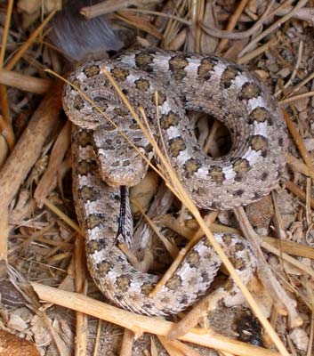 picture of rattlesnake