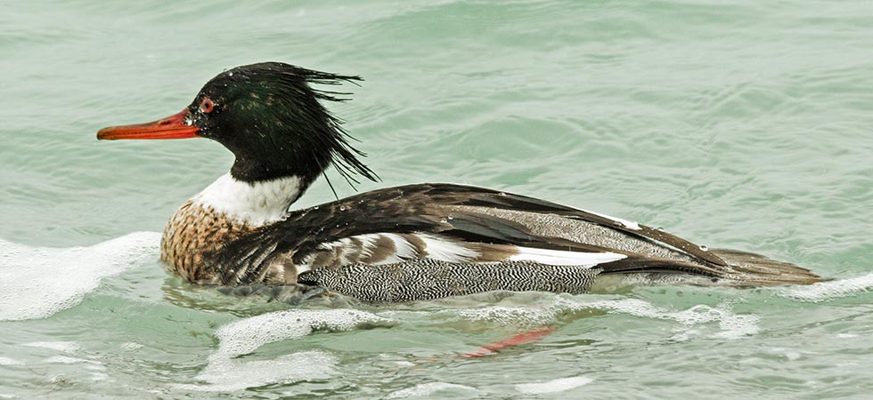 picture of bird