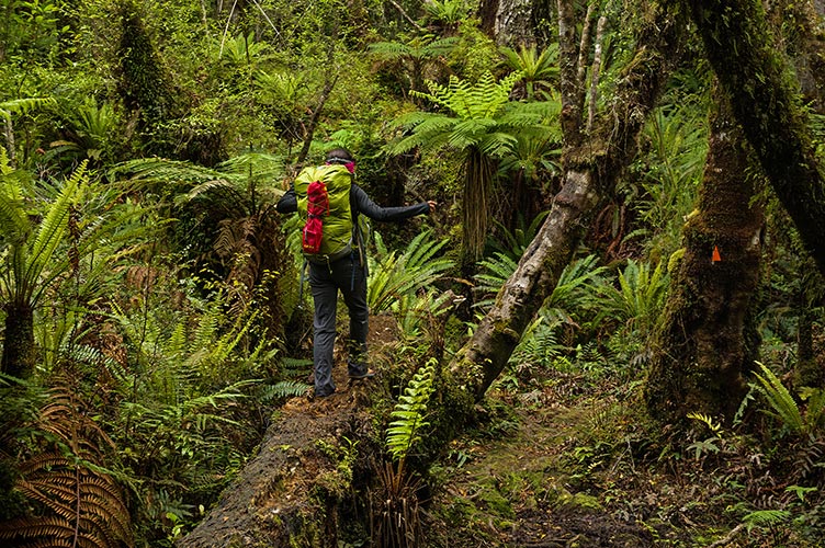 picture of New Zealand