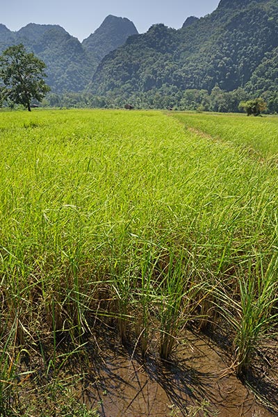 picture of Laos