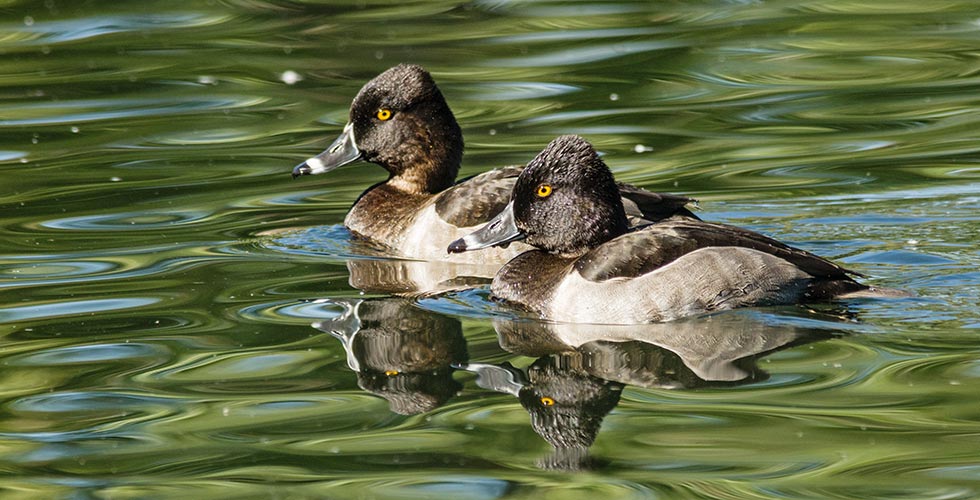picture of bird