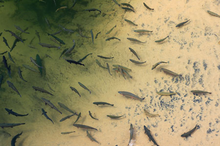 picture of trout