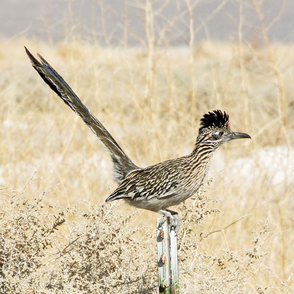 picture of bird