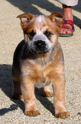 picture of Rocket