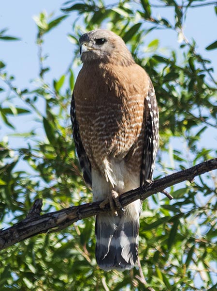 picture of bird