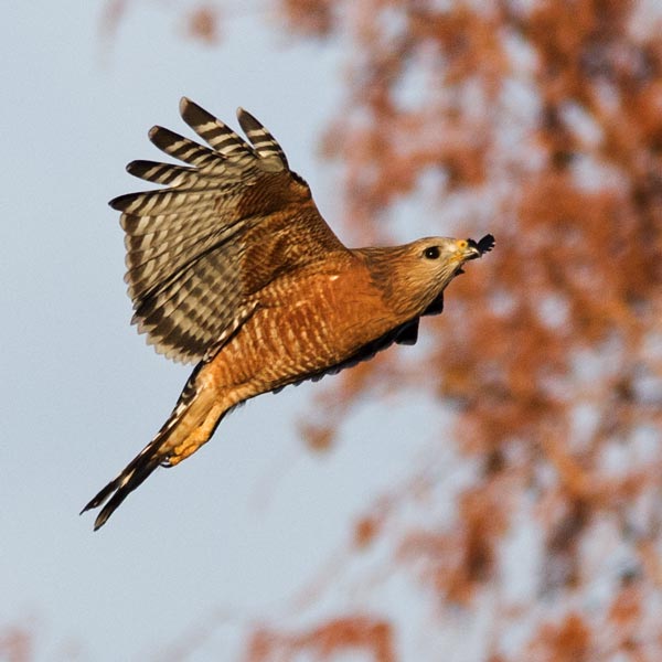 picture of bird