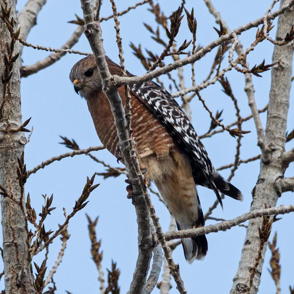 picture of bird