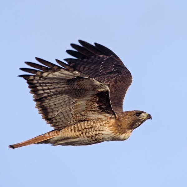 picture of bird