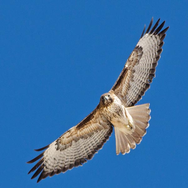 picture of bird